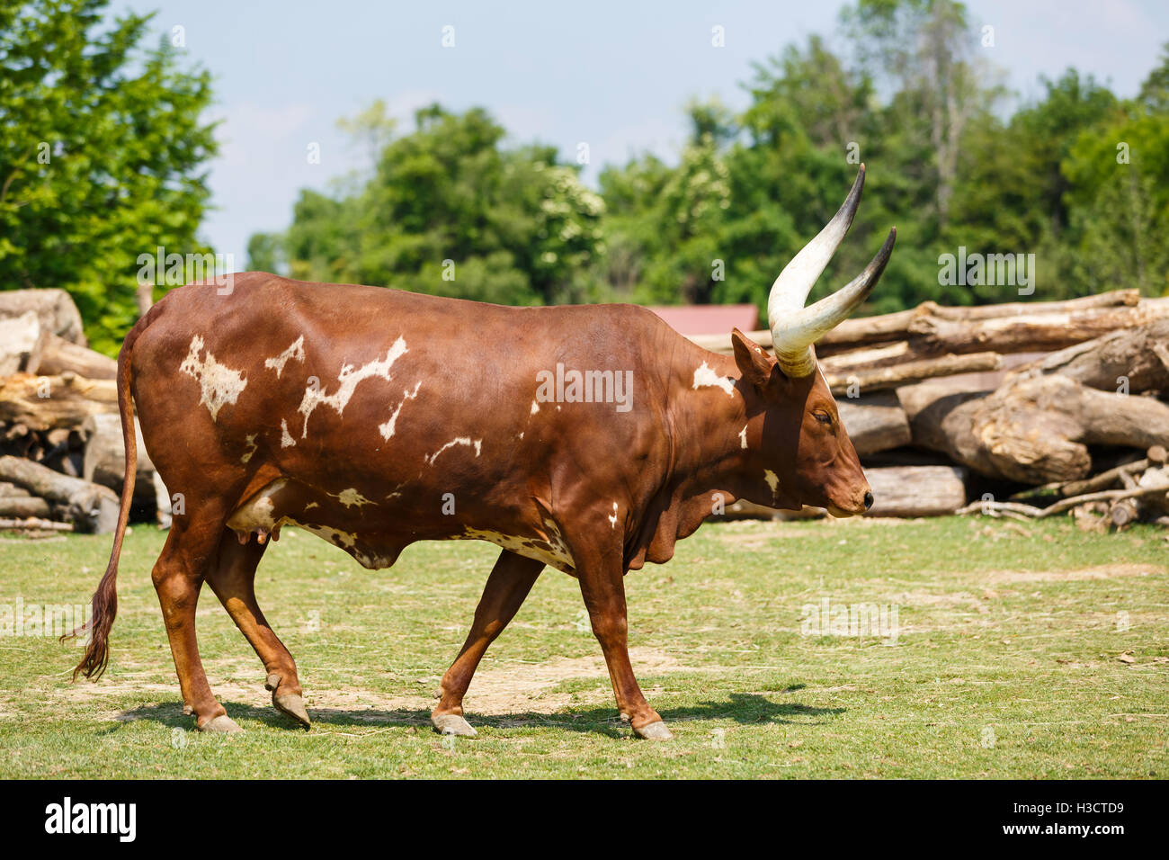 Bull marche sur une prairie dans un parc, l'heure d'été Banque D'Images