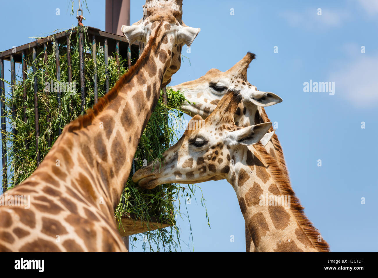Les Girafes se nourrissent dans le parc, l'heure d'été Banque D'Images