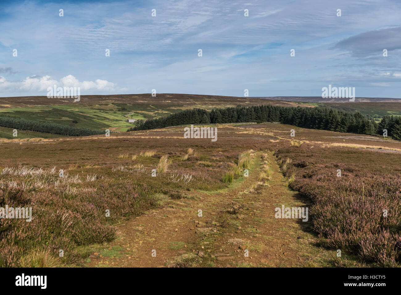 Une Route Middle Head bridleway sur Ingleby Moor dans le North York Moors Banque D'Images