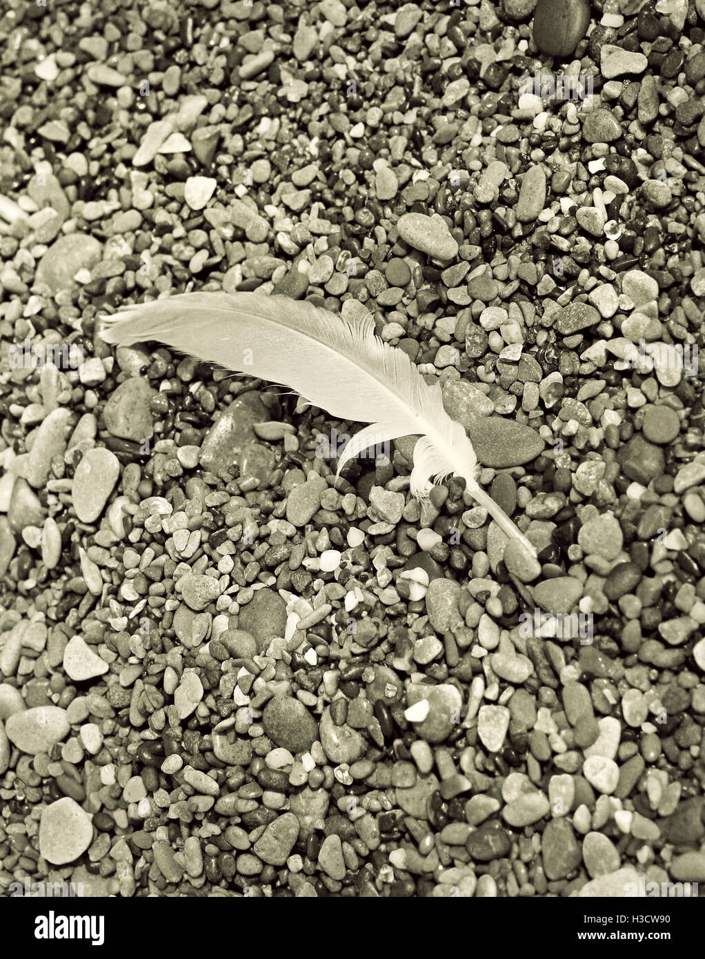 Plume d'oiseau de lumière sur la mer de galets pierres à jour en noir et blanc Banque D'Images