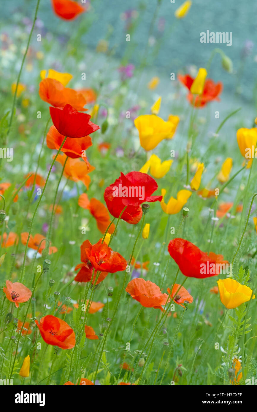 Belles Fleurs En Rouge Orange Et Jaune Bleu Différents