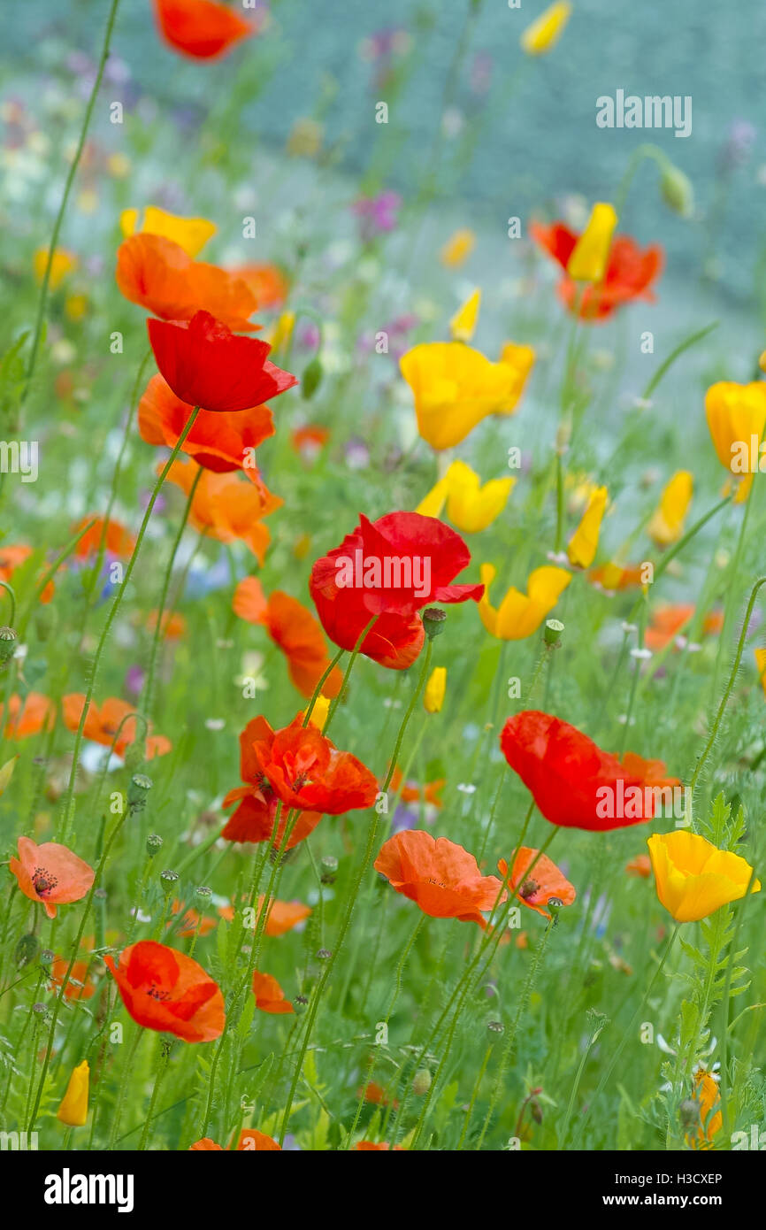 Belles fleurs en rouge, orange et jaune bleu. Différents types de fleurs de pavot à opium, comme le champ de pavot de Californie dans une frontière en fleurs Banque D'Images