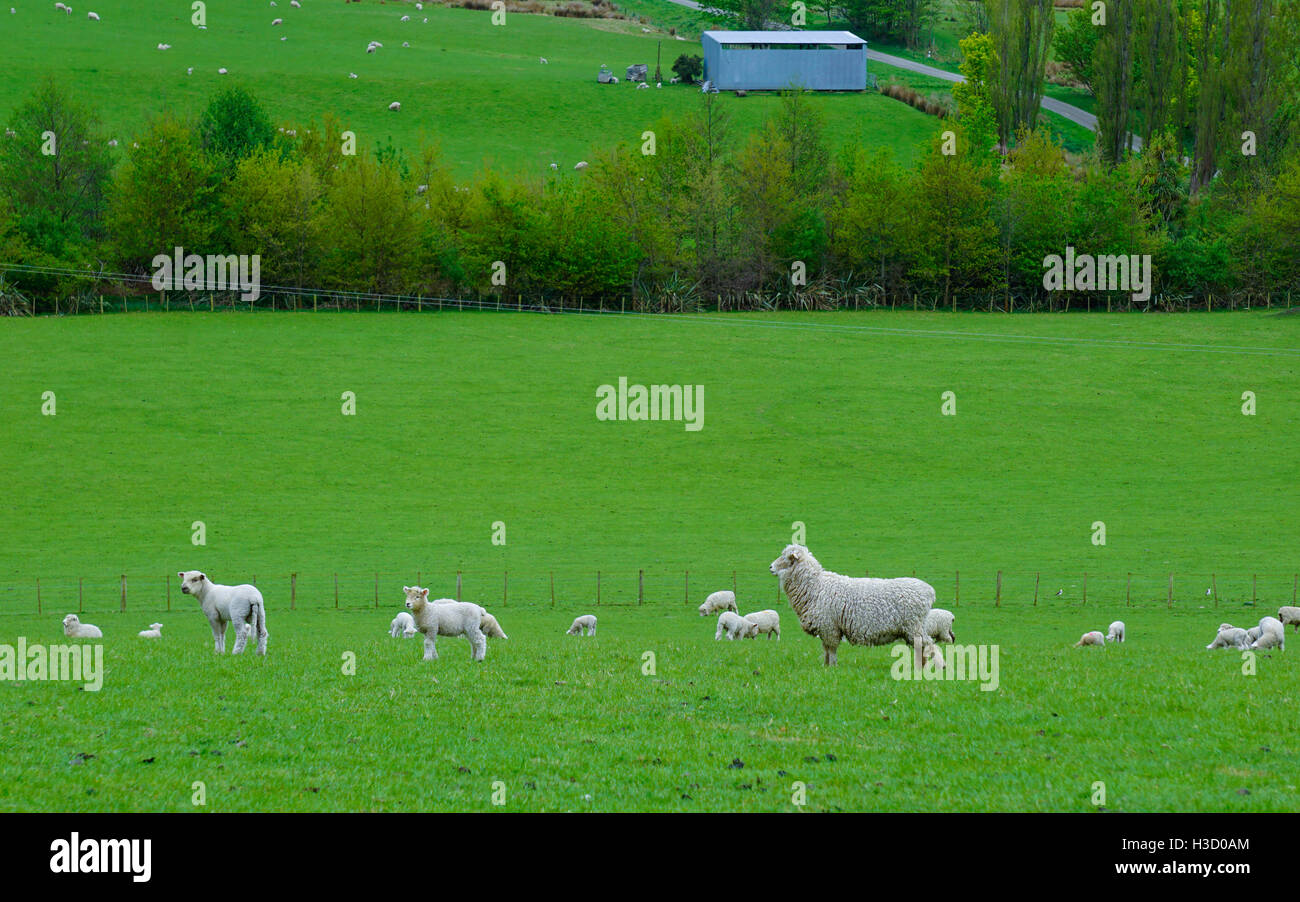 Beau paysage de ferme de moutons avec des moutons et d'agneaux marchant sur l'herbe verte Banque D'Images