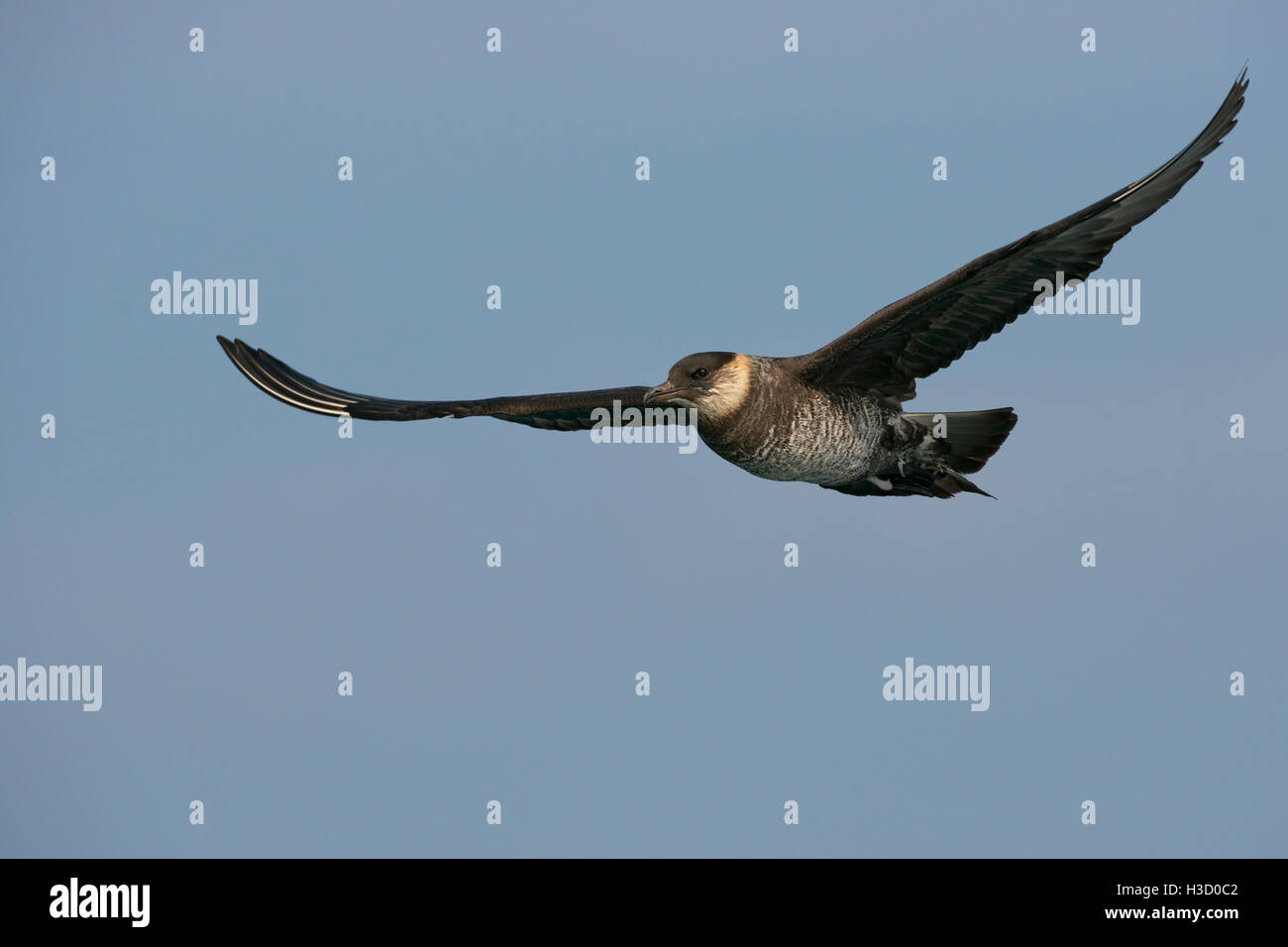 Labbe pomarin (Stercorarius pomarinus) volant près de Viareggio, Italie Banque D'Images