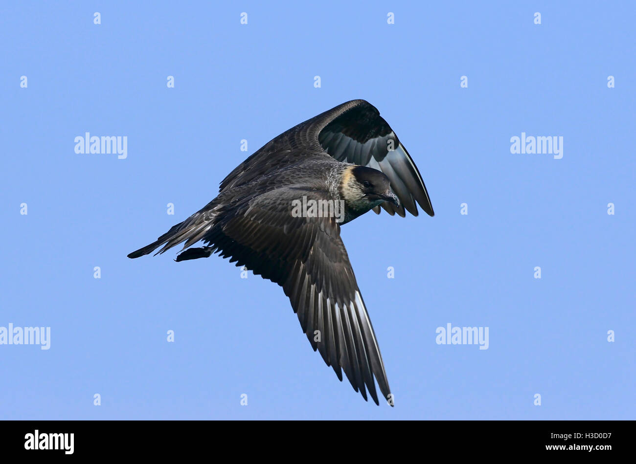 Labbe pomarin (Stercorarius pomarinus) volant près de Viareggio, Italie Banque D'Images