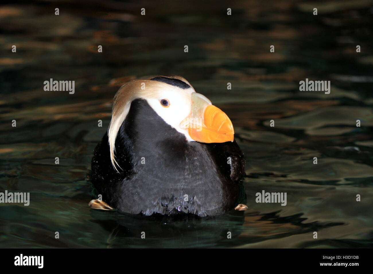 Penguin unique dans l'eau Banque D'Images