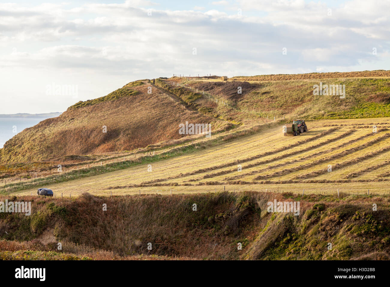 Faire de l'ensilage en octobre sur la côte de Pembrokeshire. Banque D'Images