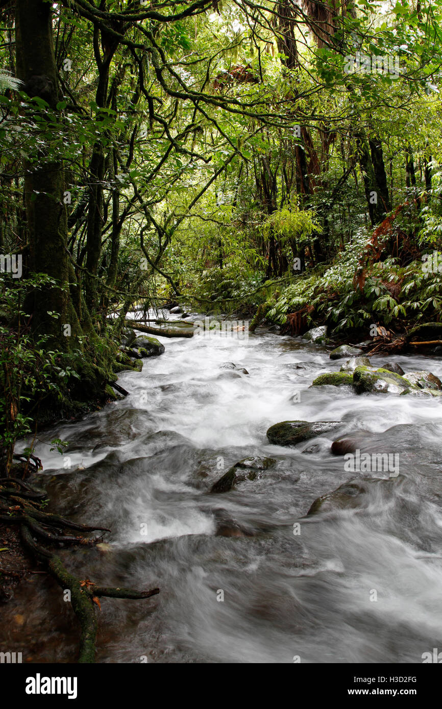 L'eau qui coule dans la forêt tropicale Banque D'Images