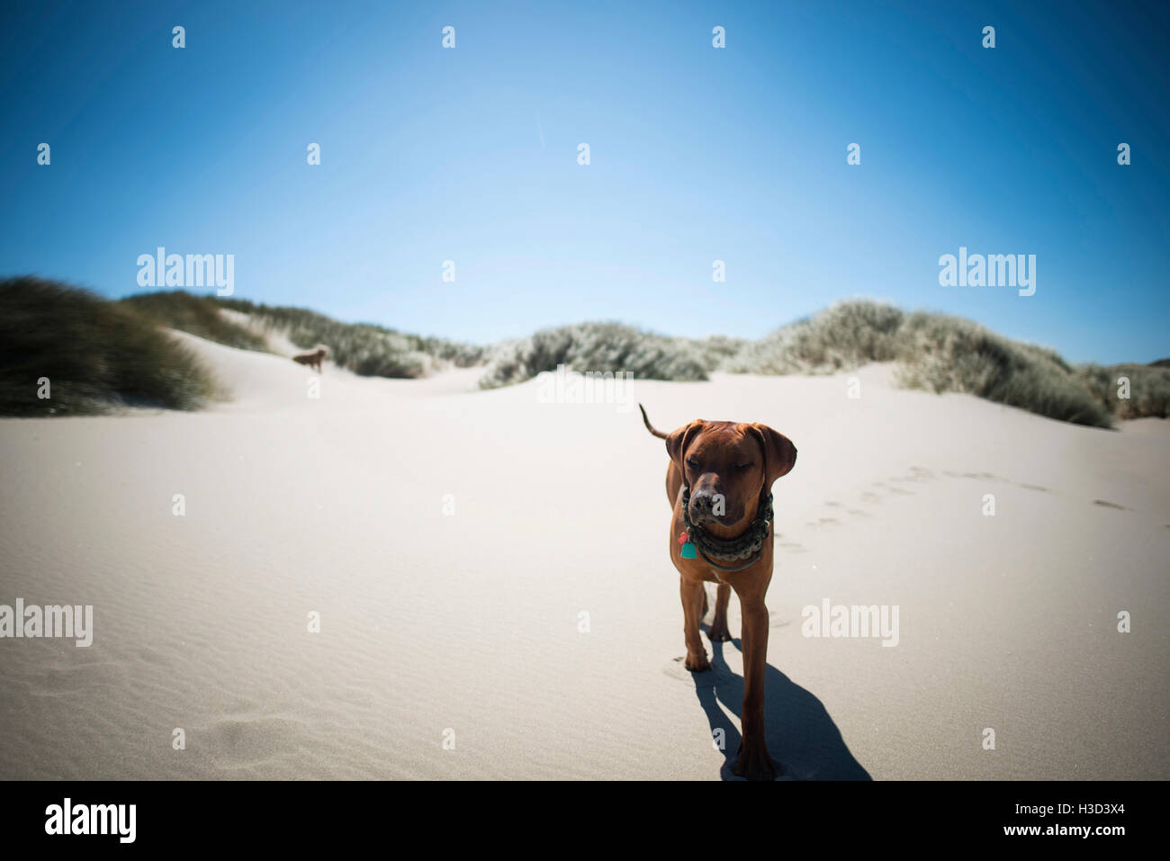 Dog walking on sand contre ciel bleu clair Banque D'Images