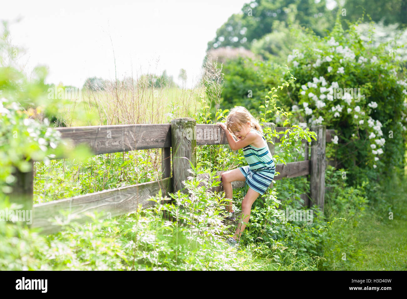 Curieux girl climbing clôture en bois sur sunny day Banque D'Images