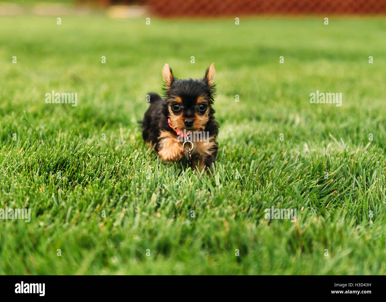 Portrait de Yorkshire Terrier puppy sitting on grassy field Banque D'Images