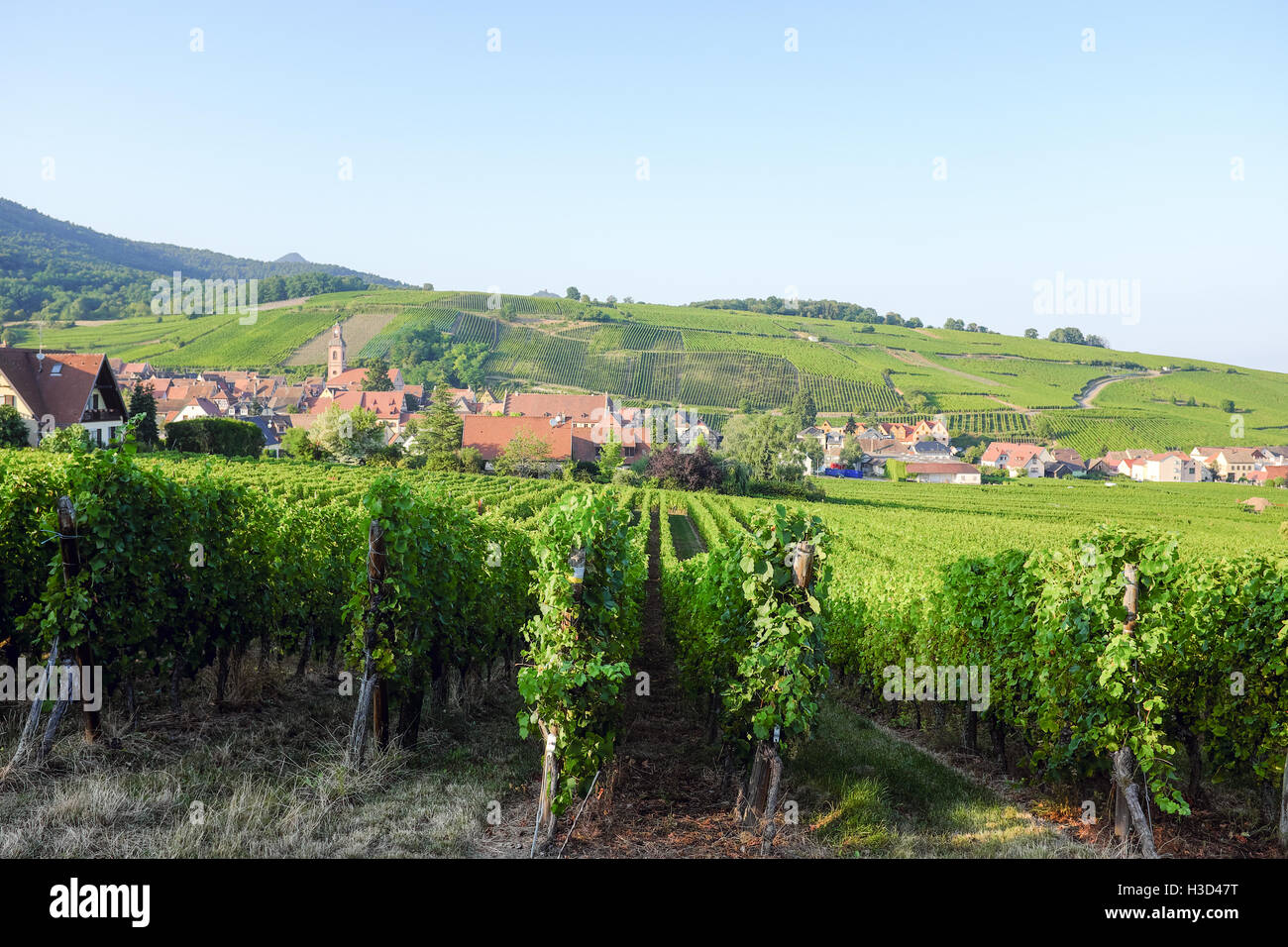 Le vignoble de Riquewihr, France dans l'Alsace-Lorraine région viticole. Banque D'Images