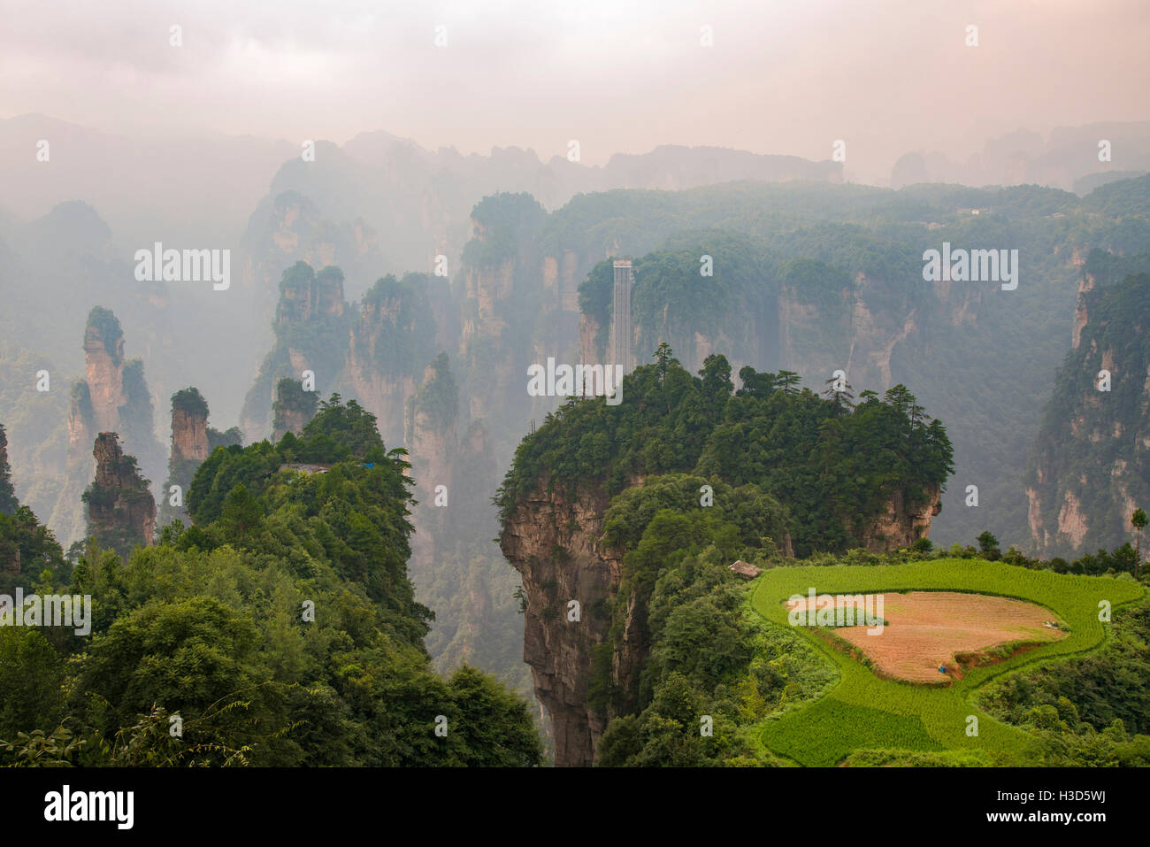 Les terres agricoles en l'air,Parc forestier national de Zhangjiajie, Hunan, Chine Banque D'Images