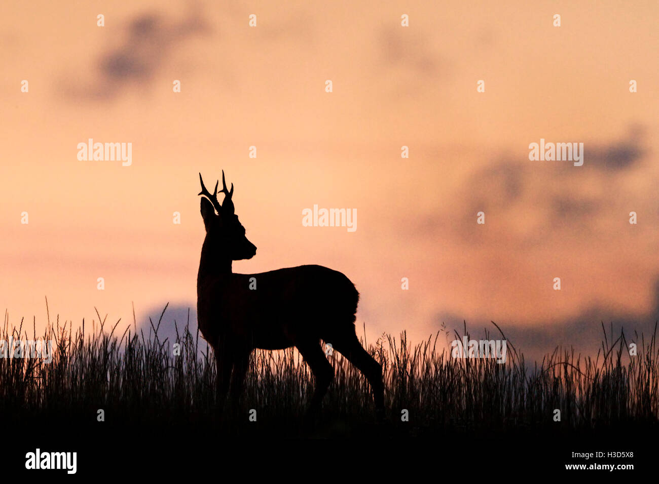 Des profils Roe buck patrouiller son territoire d'été durant le coucher du soleil, Norfolk, Angleterre Banque D'Images