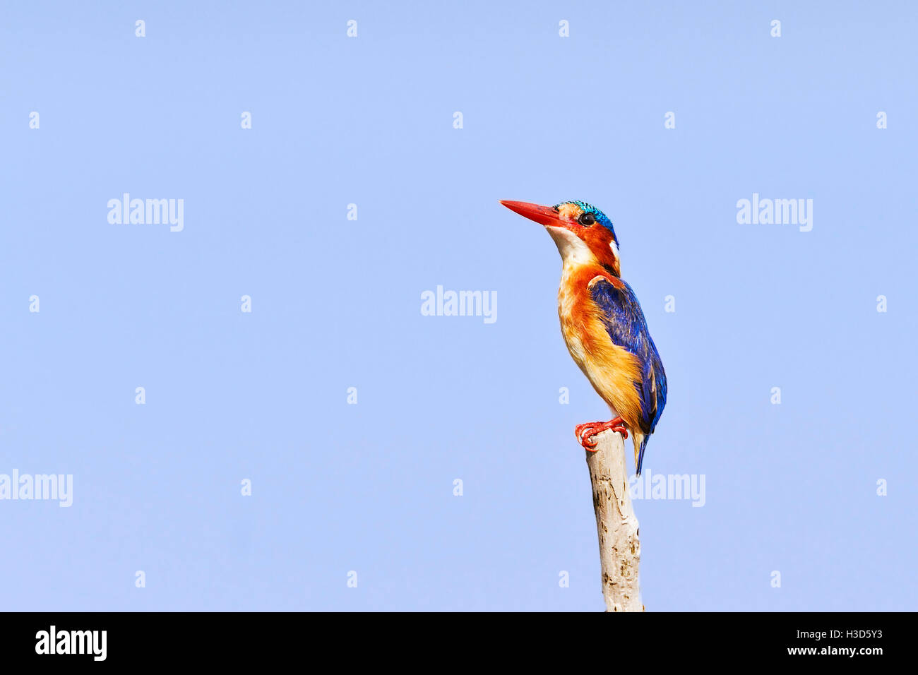 Close-up de vert malachite Kingfisher (Alcedo cristata) perché sur un problème, le lac Kariba, Zambie Banque D'Images