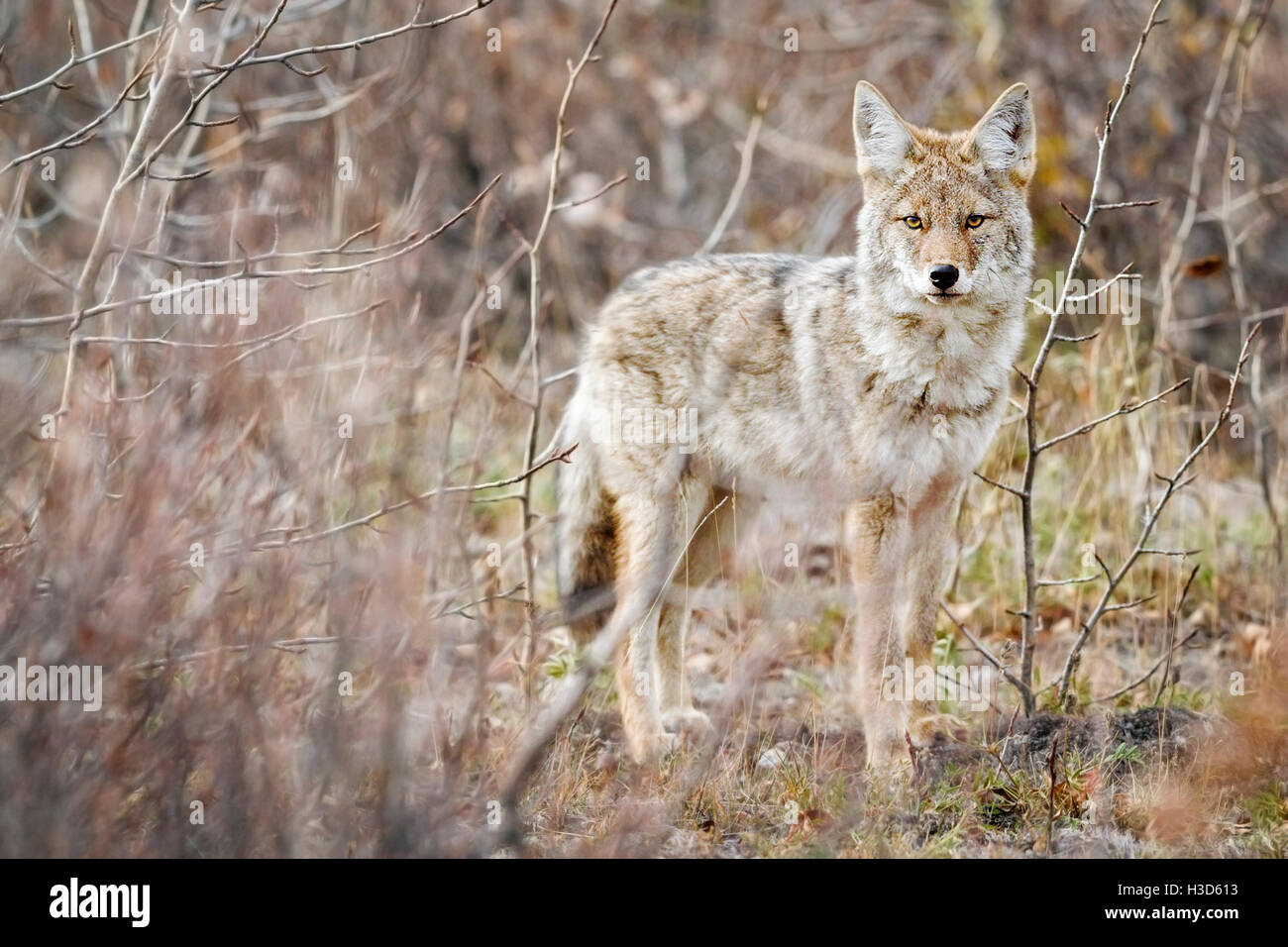 Une famille du Nord canadien le Coyote (Canis latrans incolatus) montres curieusement à partir de la couverture de l'Alaskan bush j'ai passé un moment c Banque D'Images