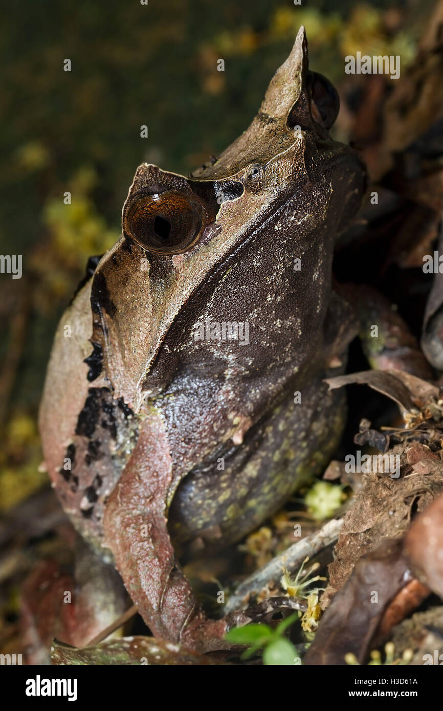 Malayan Horned Frog bien camouflée dans la litière de la forêt tropicale de Malaisie Banque D'Images
