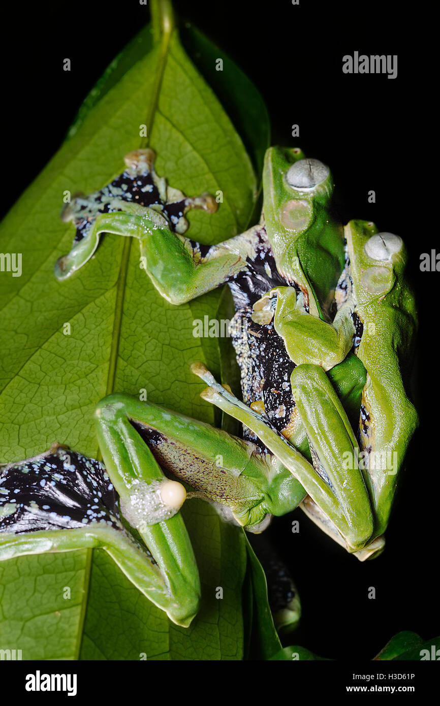 Paire d'accouplement d'un dimorphisme sexuel du Norhayati en amplexus grenouille dans la forêt tropicale de Malaisie Banque D'Images