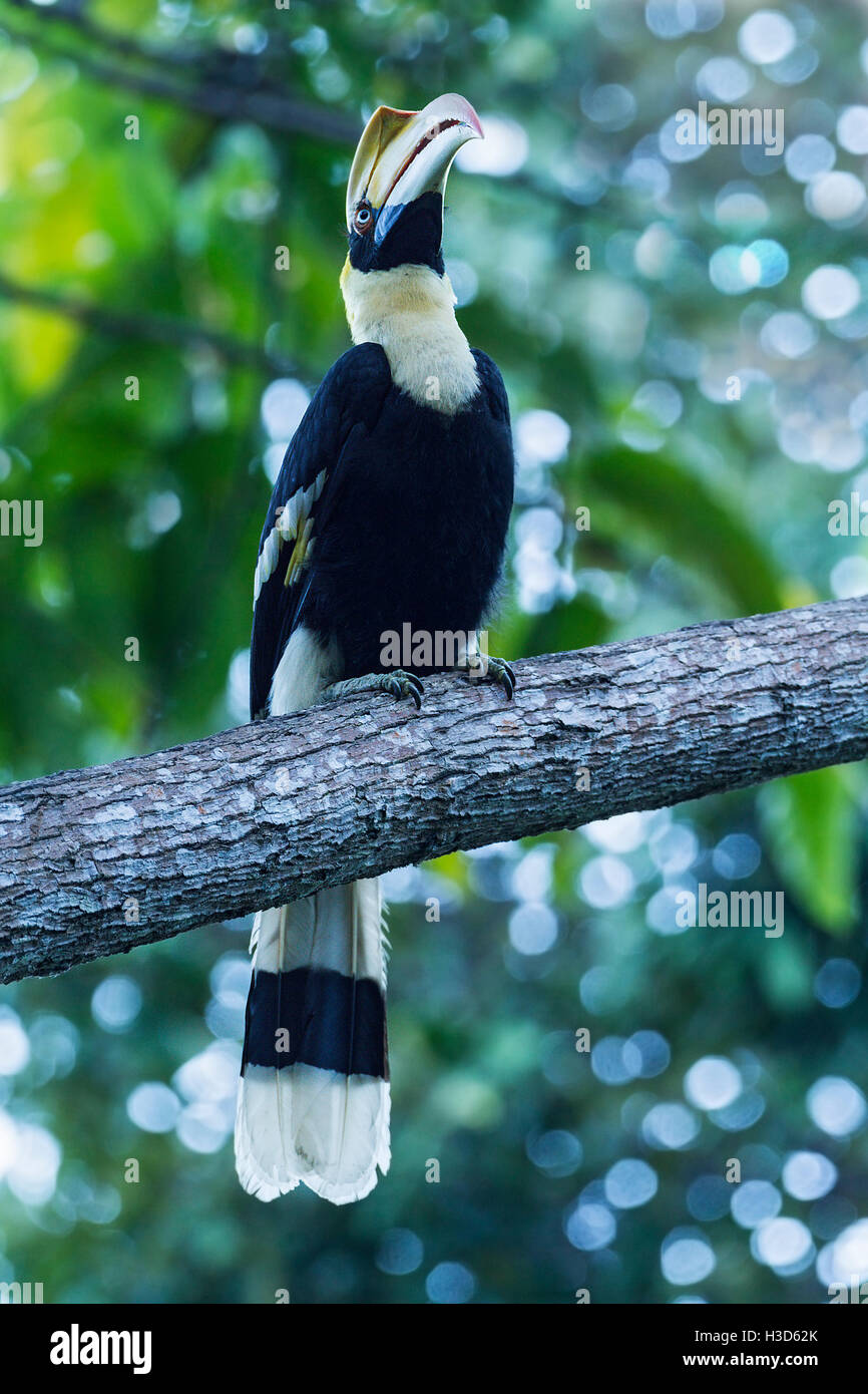 Close-up of a Great hornbill perché sur une branche de l'arbre de la forêt tropicale, Langkawi, Malaisie Banque D'Images