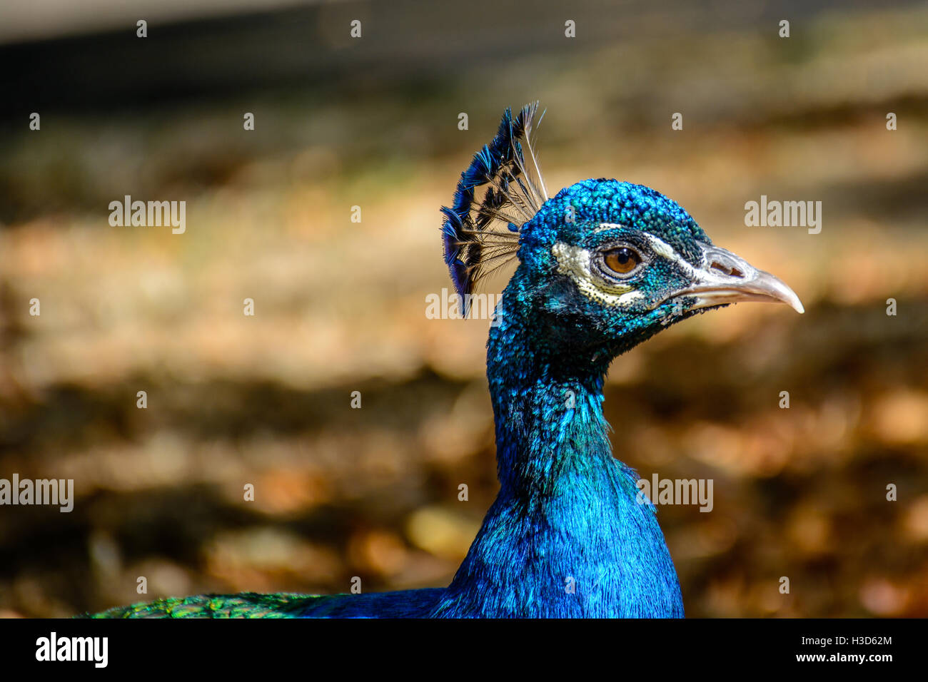 Close up peacock colorés avec de jolies yeux et plume Banque D'Images