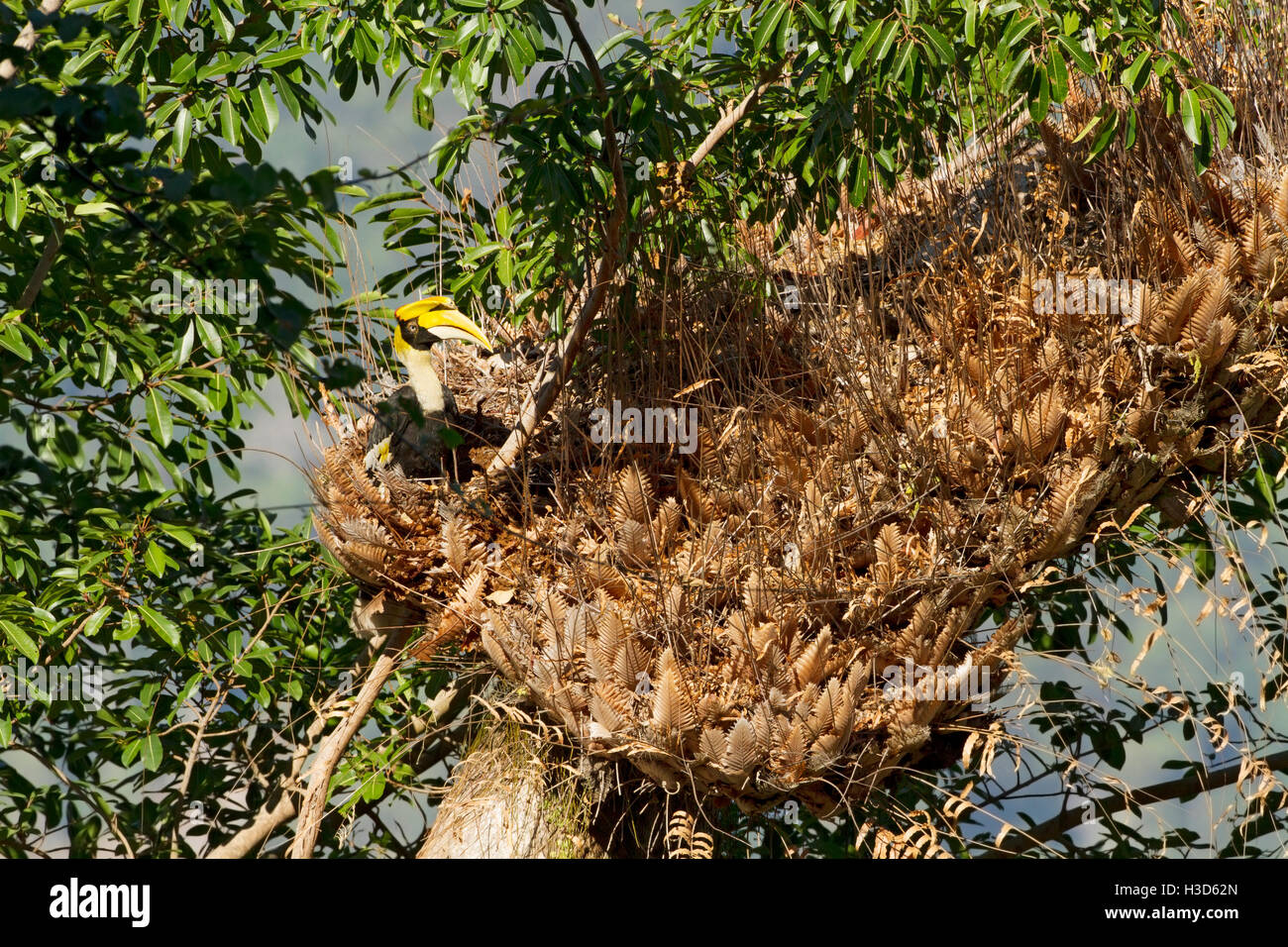 Grand calao de femelles adultes se nourrissent dans les fougères arborescentes d'un arbre de forêt tropicale, Langkawi, Malaisie Banque D'Images
