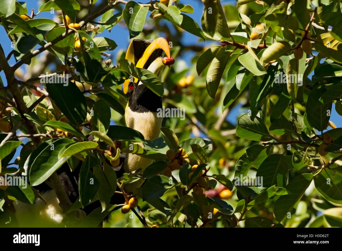 Grand calao de mâles adultes se nourrissant dans la canopée de la forêt tropicale, Langkawi, Malaisie Banque D'Images