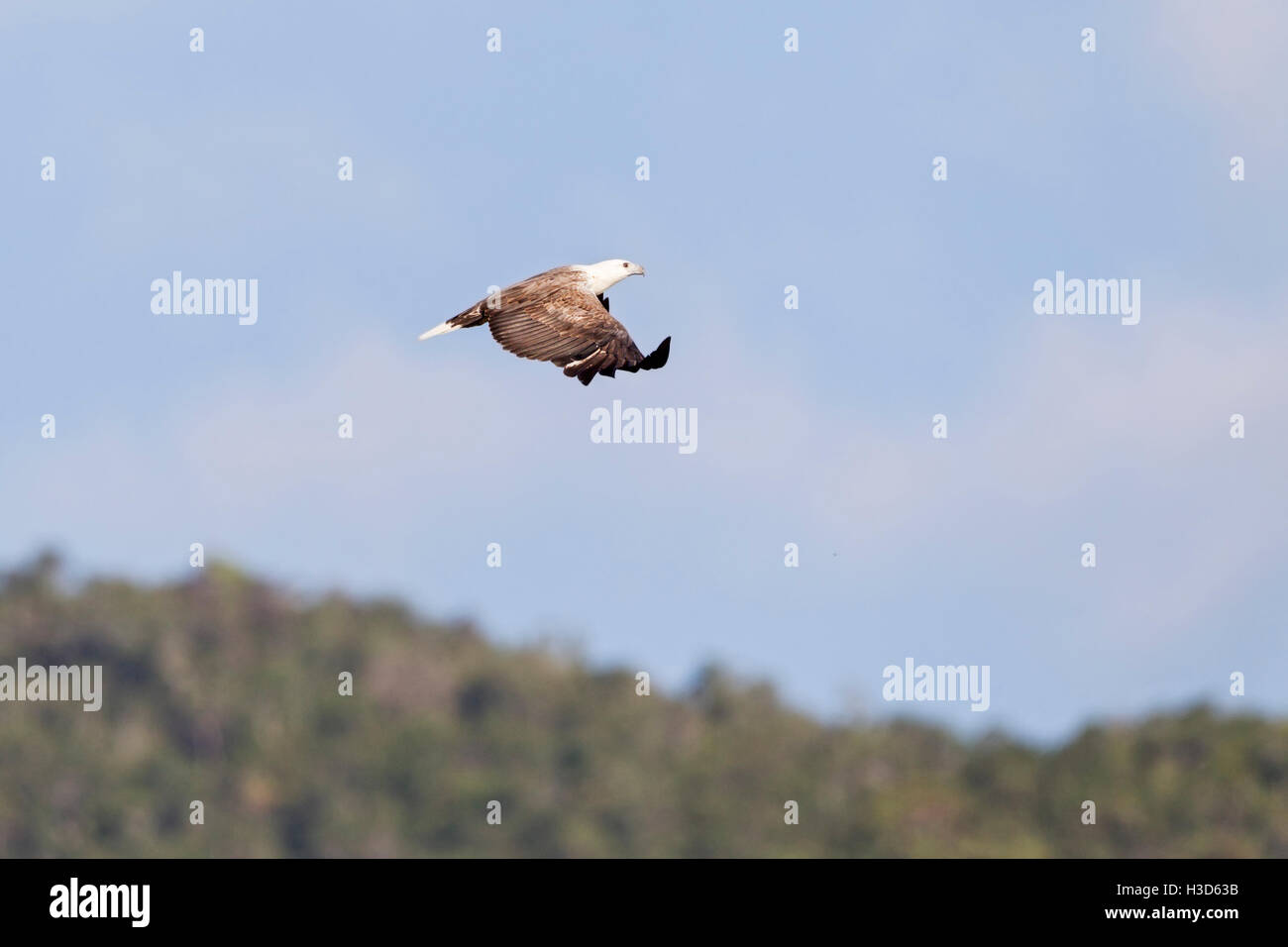 Hot White-bellied Sea Eagle survolant mangroves tropicales sur l'île de Langkawi, Malaisie Banque D'Images