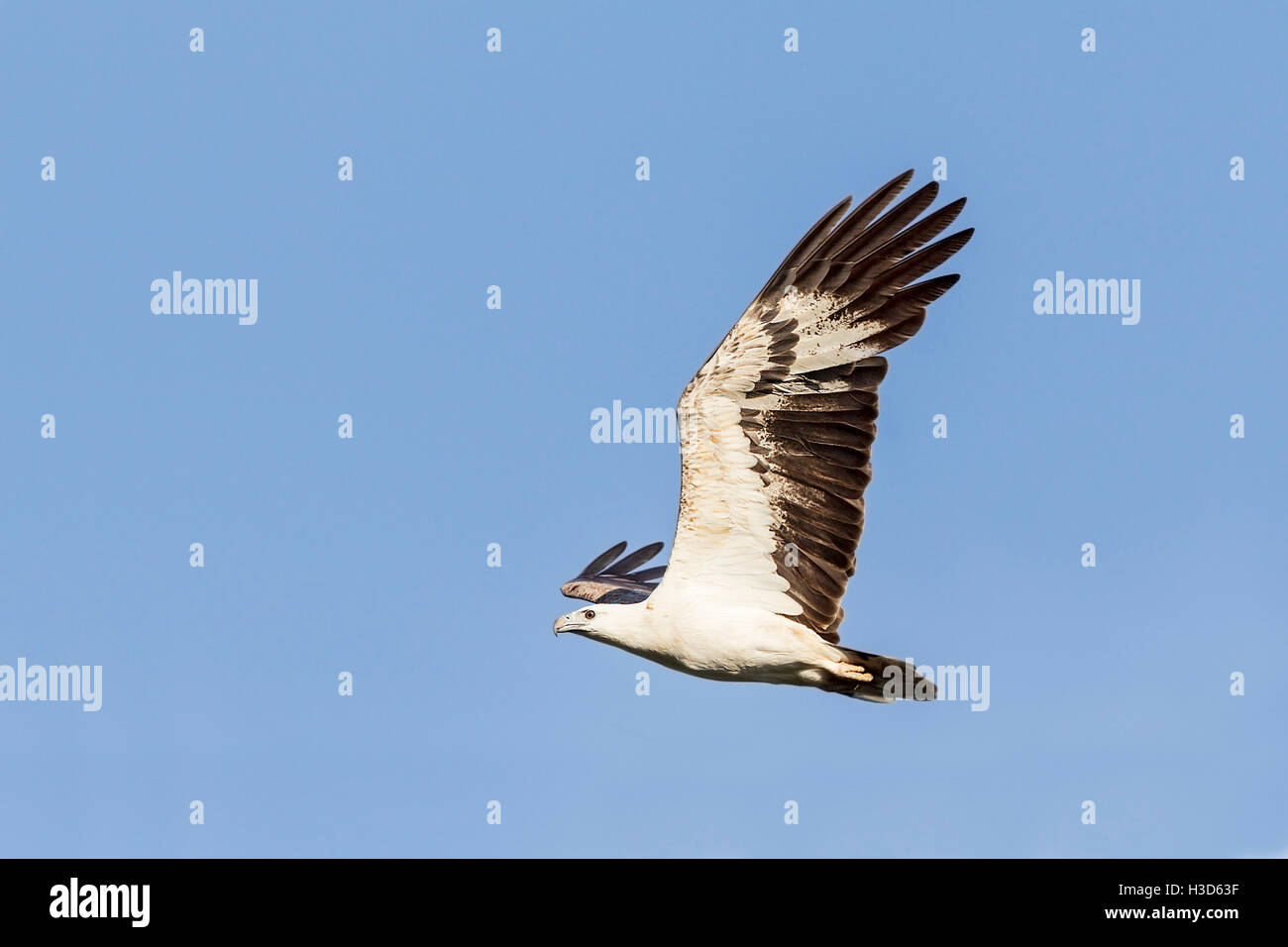 Hot White-bellied Sea Eagle survolant mangroves tropicales sur l'île de Langkawi, Malaisie Banque D'Images