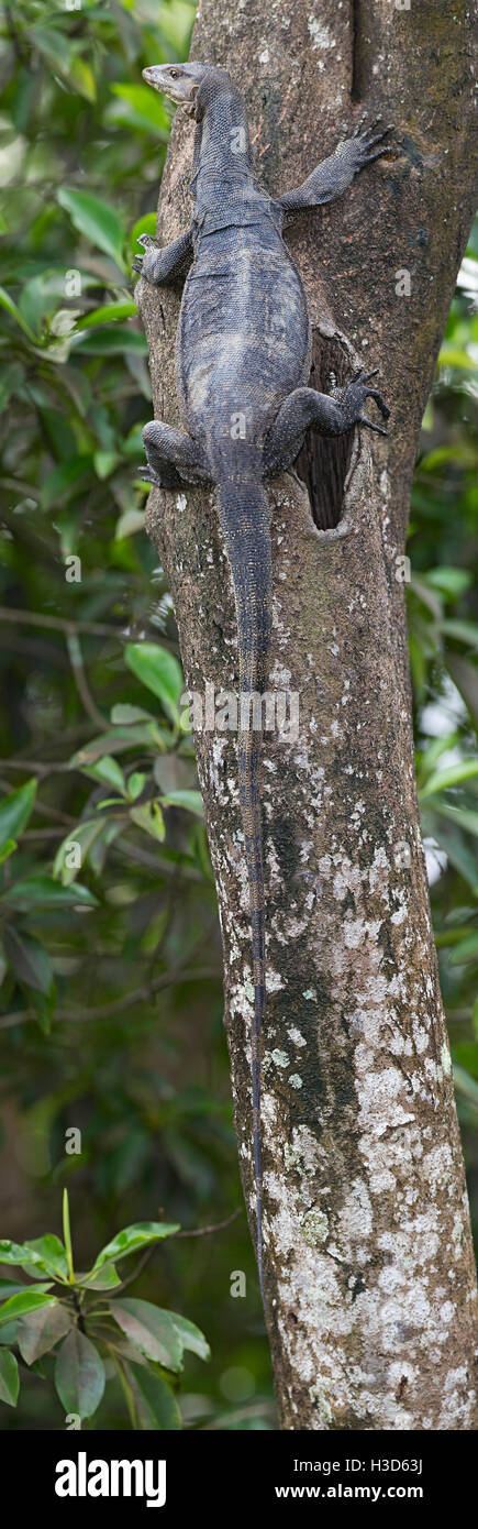 Un grand malaise adultes Varan d'eau (Varanus salvator) escalade un arbre de la mangrove, Singapour Banque D'Images