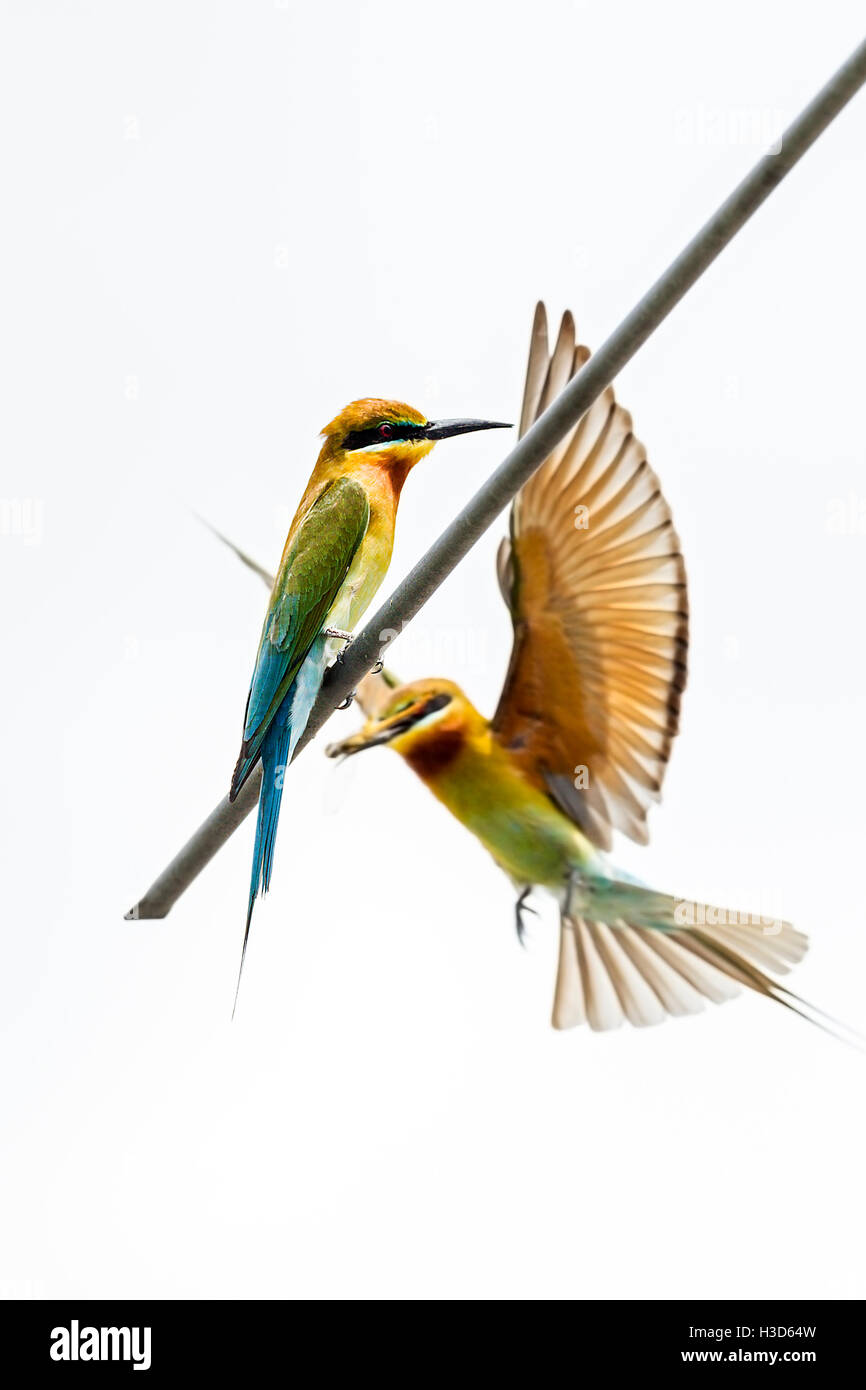 Une paire de blue-tailed bee-eaters s'engager dans le comportement de cour sur une antenne de toit dans le paysage urbain de Singapour Banque D'Images