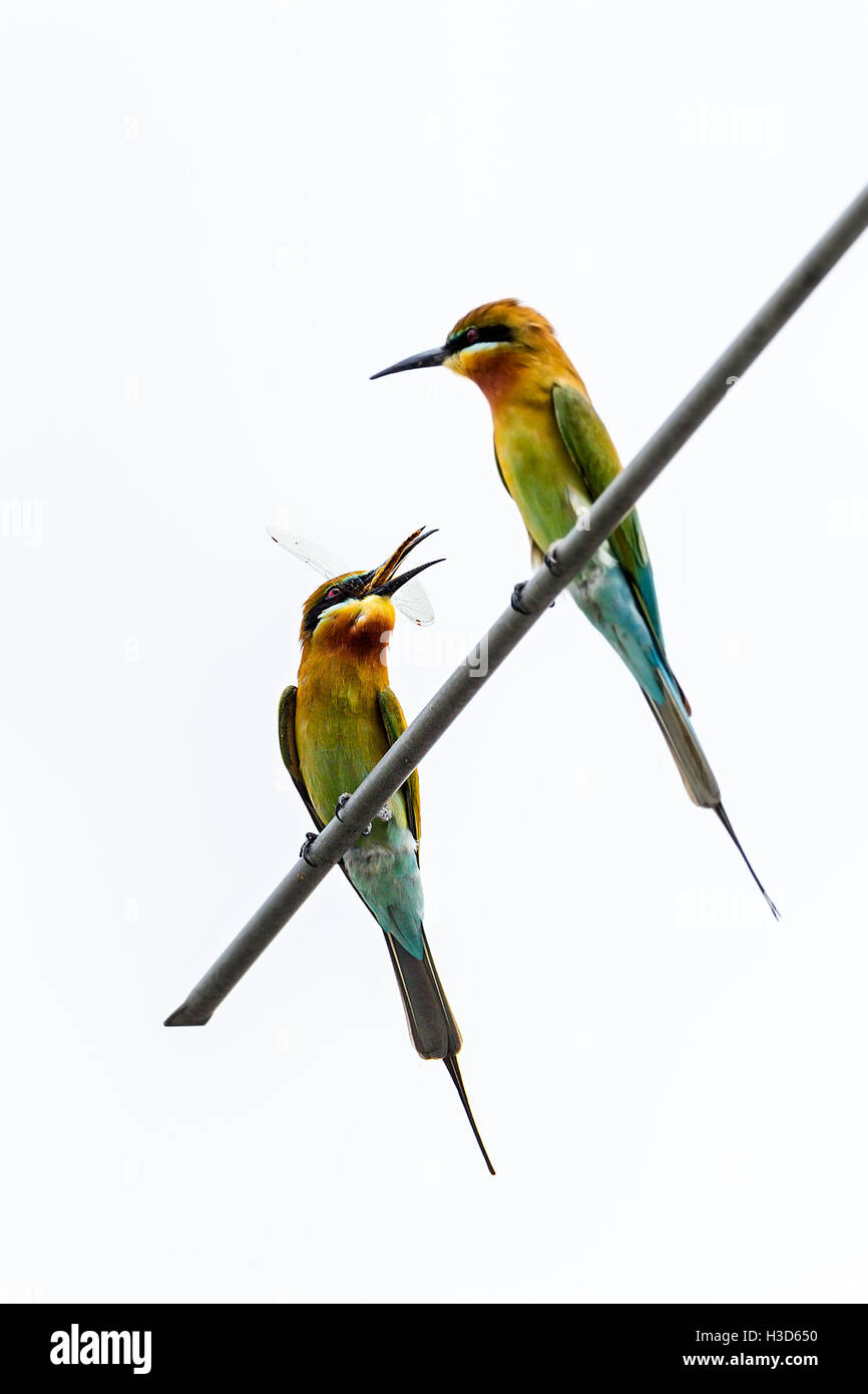 Une paire de blue-tailed bee-eaters s'engager dans le comportement de cour sur une antenne de toit dans le paysage urbain de Singapour Banque D'Images