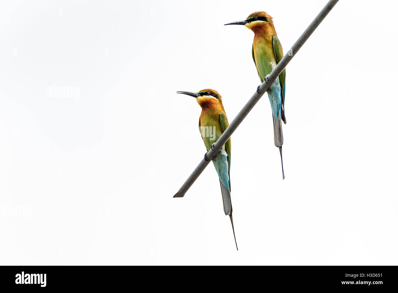 Une paire de blue-tailed bee-eaters s'engager dans le comportement de cour sur une antenne de toit dans le paysage urbain de Singapour Banque D'Images