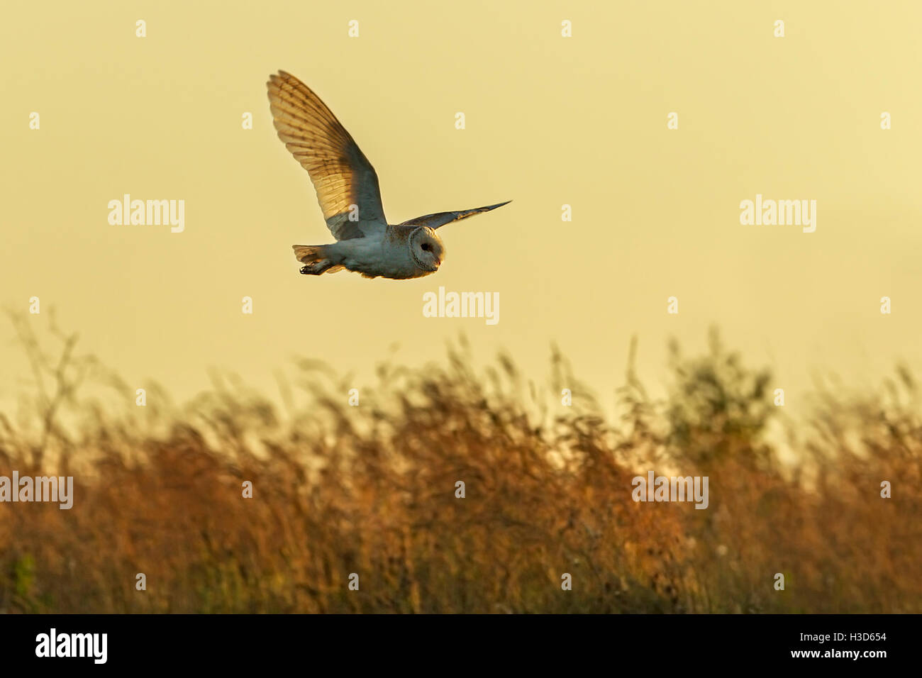 Une chouette effraie en vol comme elle chasse de jour, Norfolk, Angleterre Banque D'Images