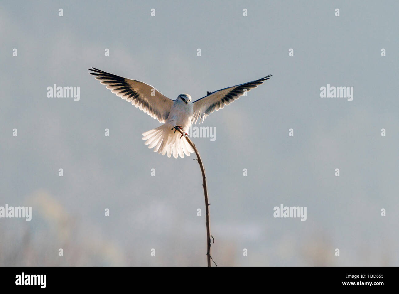 Un Black-shouldered kite (Elanus axillaris) tombe sur une tige de tournesol dans un champ arable, Yunnan, Chine Banque D'Images