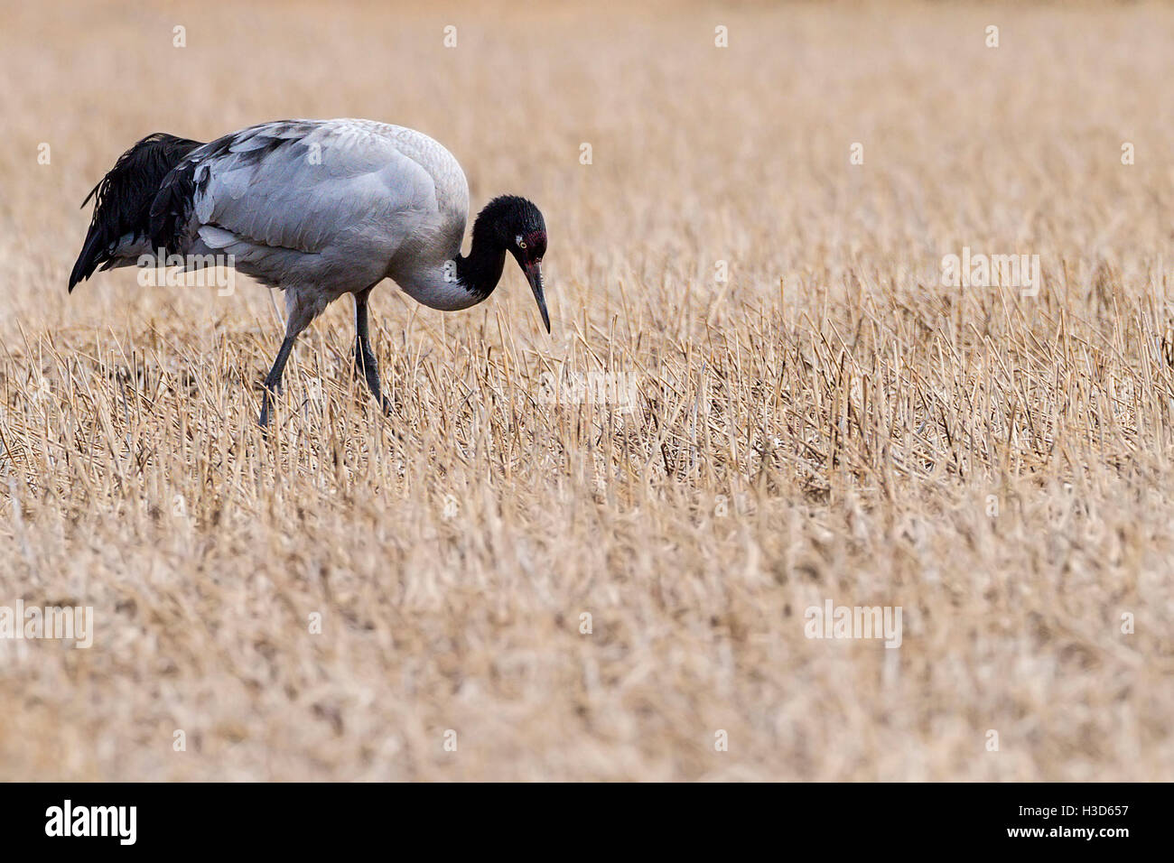 Une grue à cou noir Grus nigricollis) nourriture au nourrissage d'hiver dans la vallée abritée du lac Napa, Yunnan, Chine Banque D'Images