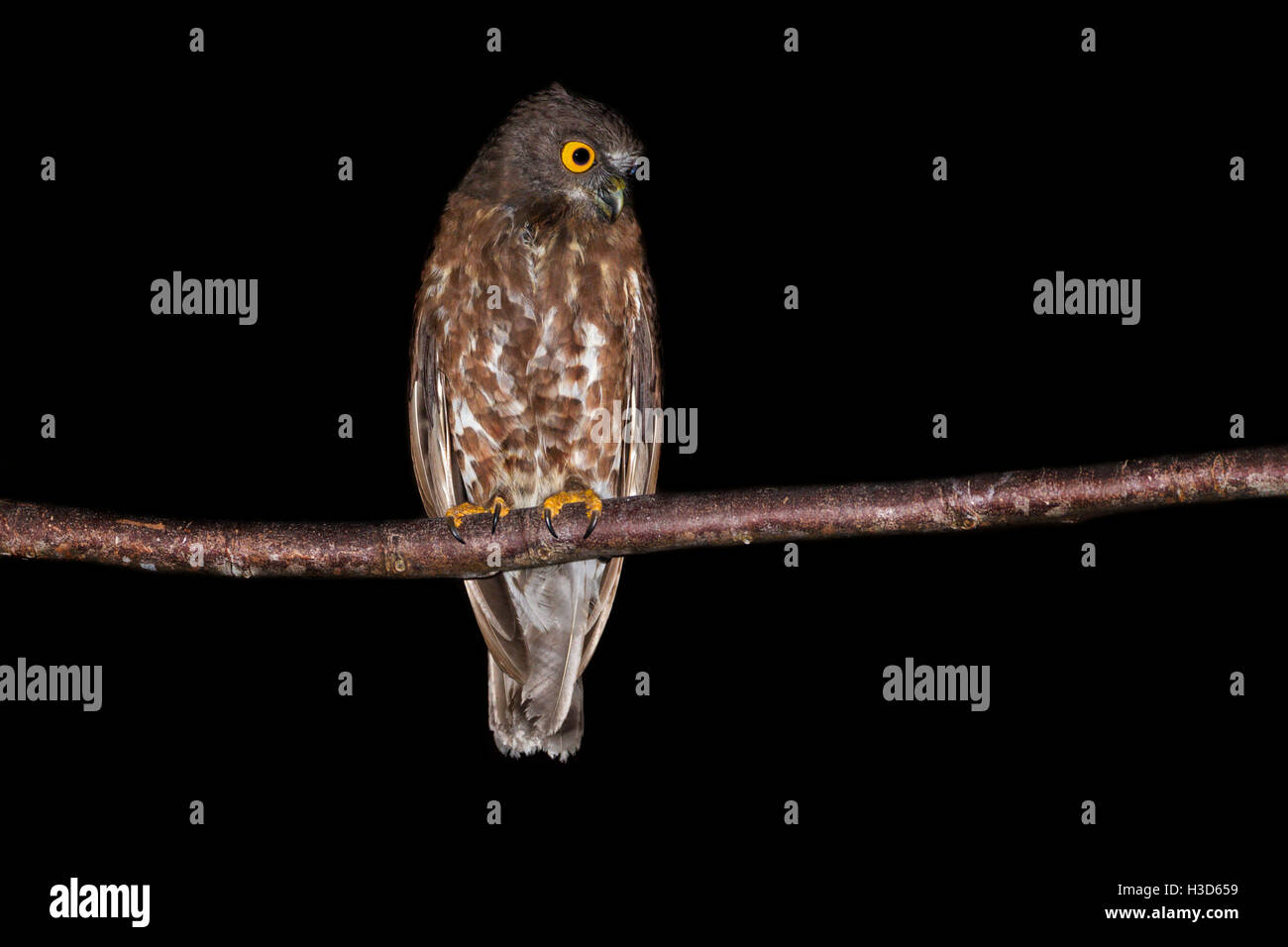 (Ninox scutulata Brown Hawk-Owl) perché sur une branche dans la forêt tropicale de Malaisie. Banque D'Images