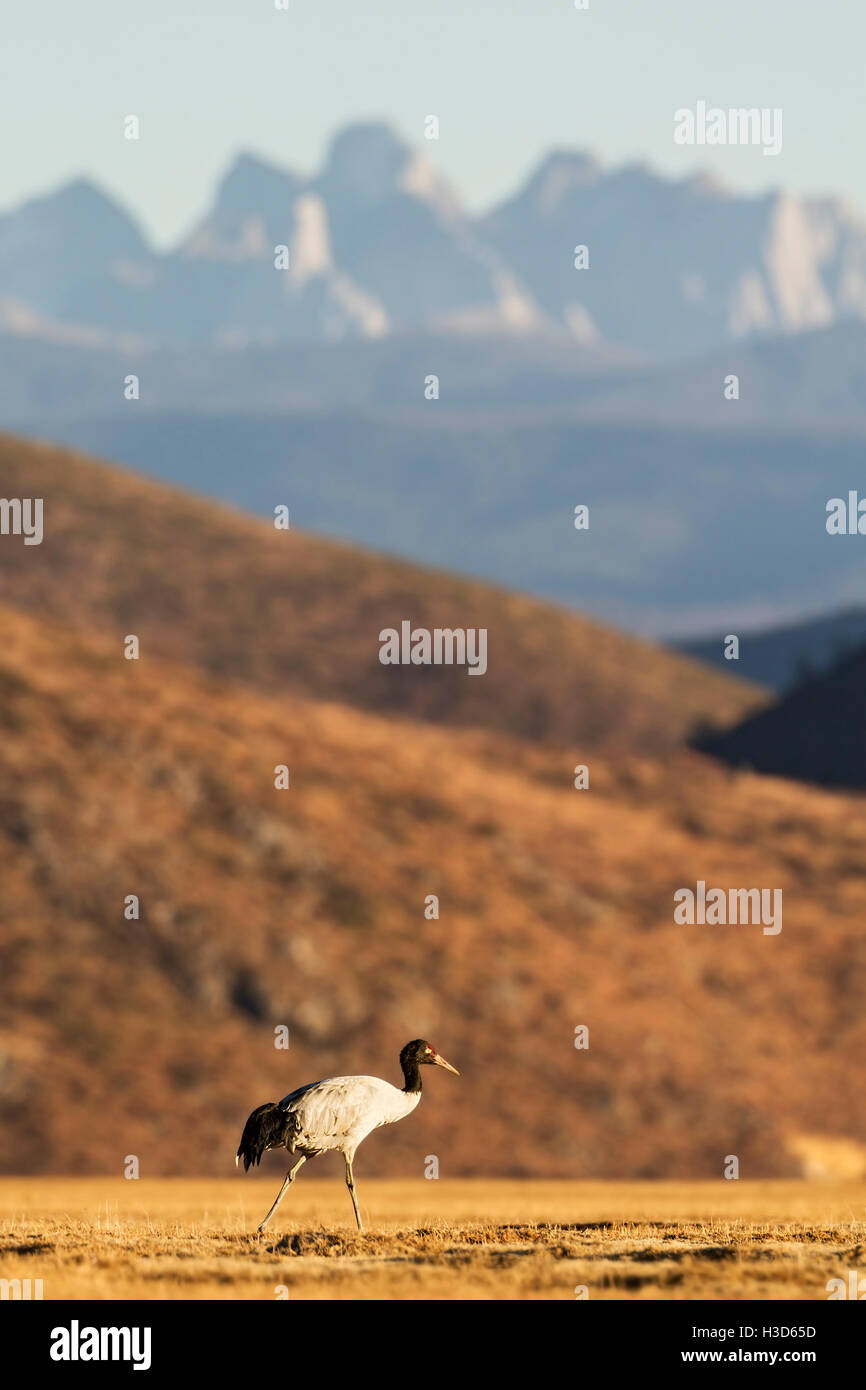 Une grue à cou noir Grus nigricollis) nourriture au nourrissage d'hiver dans la vallée abritée du lac Napa, Yunnan, Chine Banque D'Images