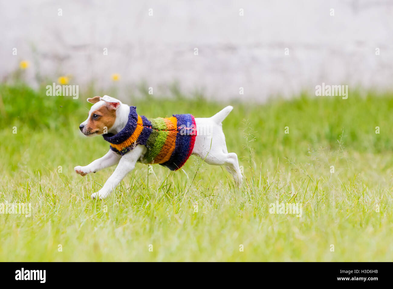 Deux mois Jack Russell Terrier chiot femelle sauter joyeusement dans la prairie Banque D'Images