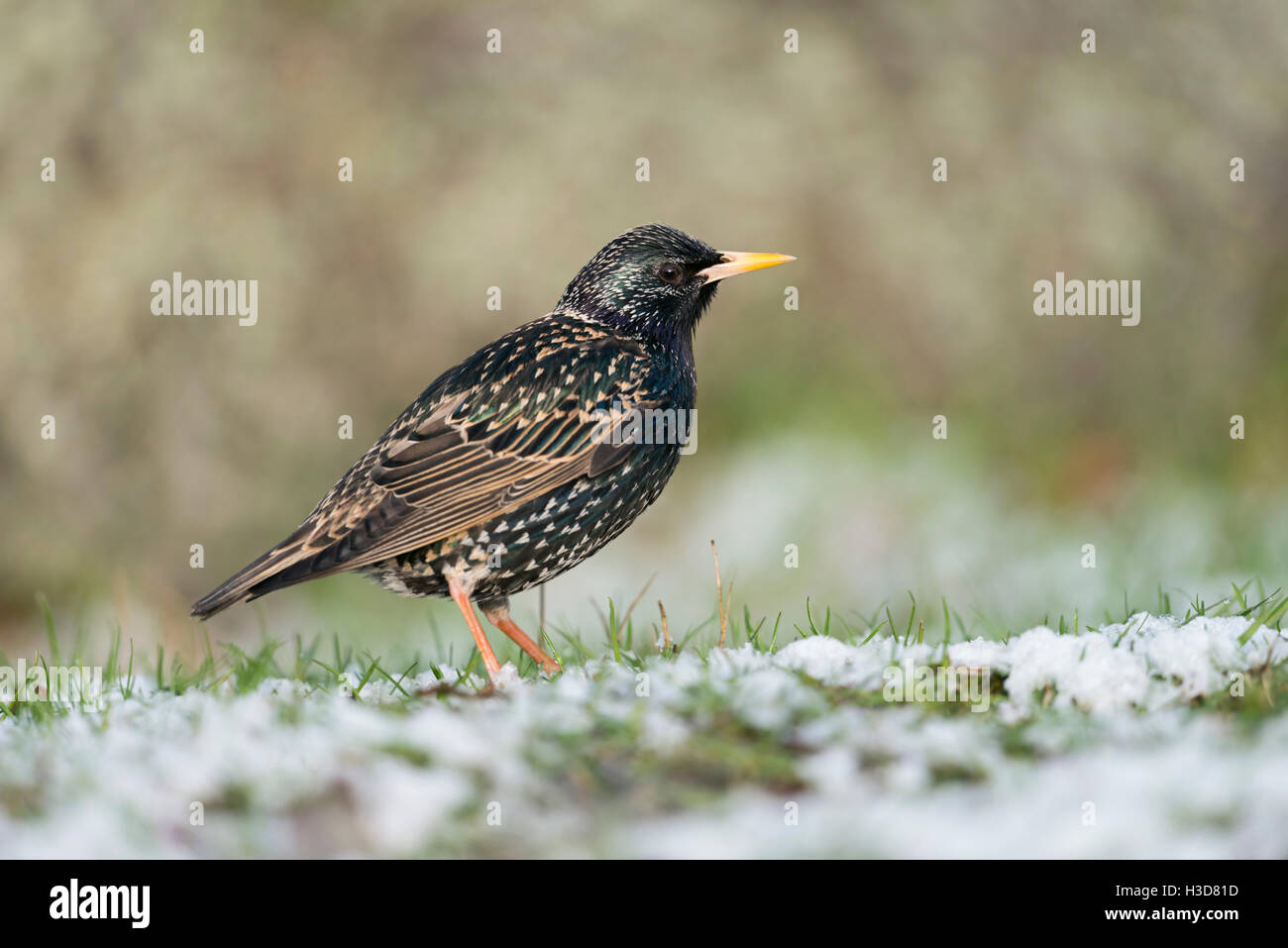 Starling commun / étoile ( Sturnus vulgaris ) en tenue d'élevage, sur un sol enneigé, début tardif de l'hiver, météo avril, faune, Europe. Banque D'Images