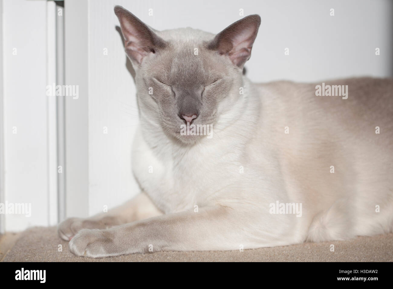 Point Bleu Chat Siamois Banque De Photographies Et D Images A Haute Resolution Alamy