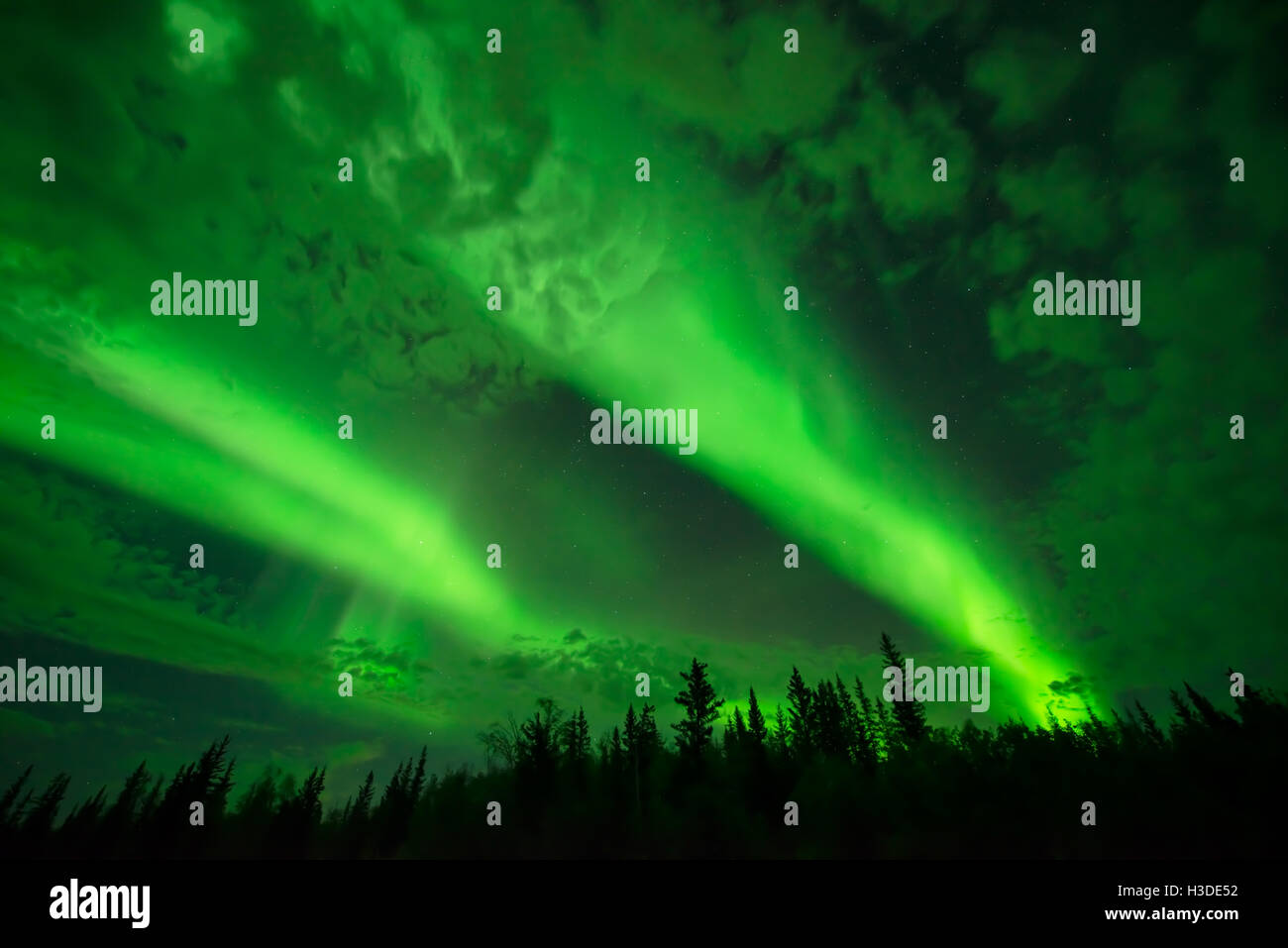 Au-dessus de la nuée lumineuse - poutres aurora a illuminé le ciel nocturne nuageux sur une forêt boréale. Banque D'Images