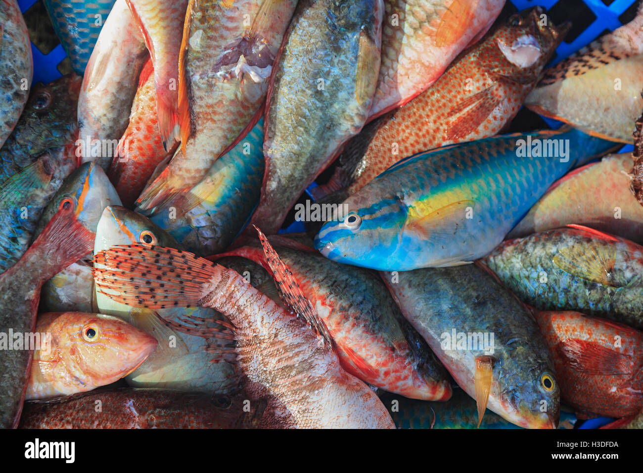 Poisson frais dans un marché aux poissons des Caraïbes. Banque D'Images