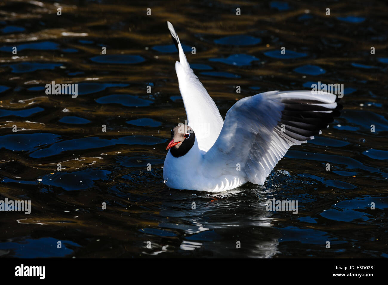 La Norvège, Stavanger. Mouette à tête noire commune au lac Mosvannet. Banque D'Images