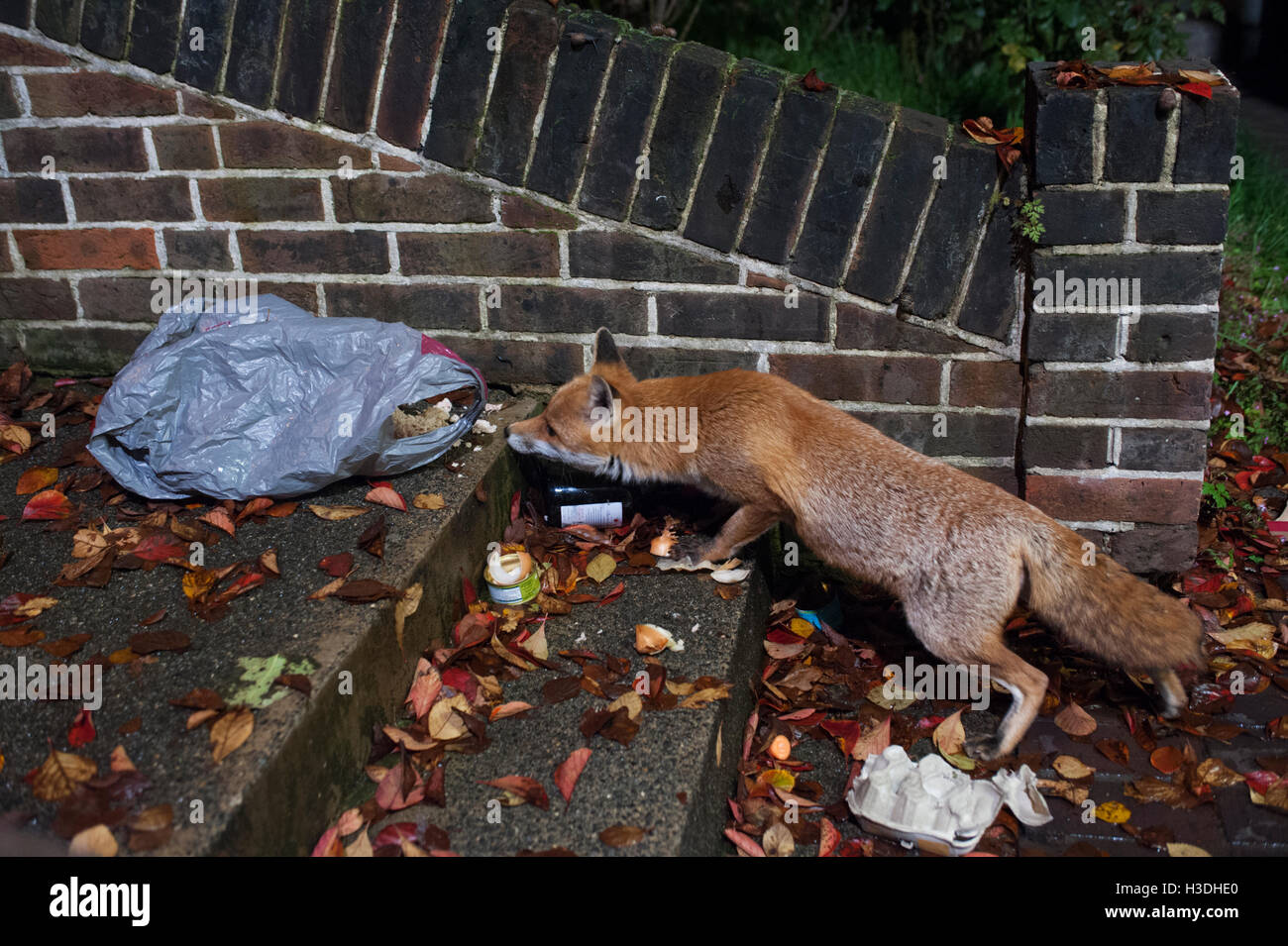 Le renard roux, l'Urbain (Vulpes vulpes), les recherches de nuit par sac poubelle pour déchets alimentaires dans un jardin de devant à Londres, Royaume-Uni Banque D'Images