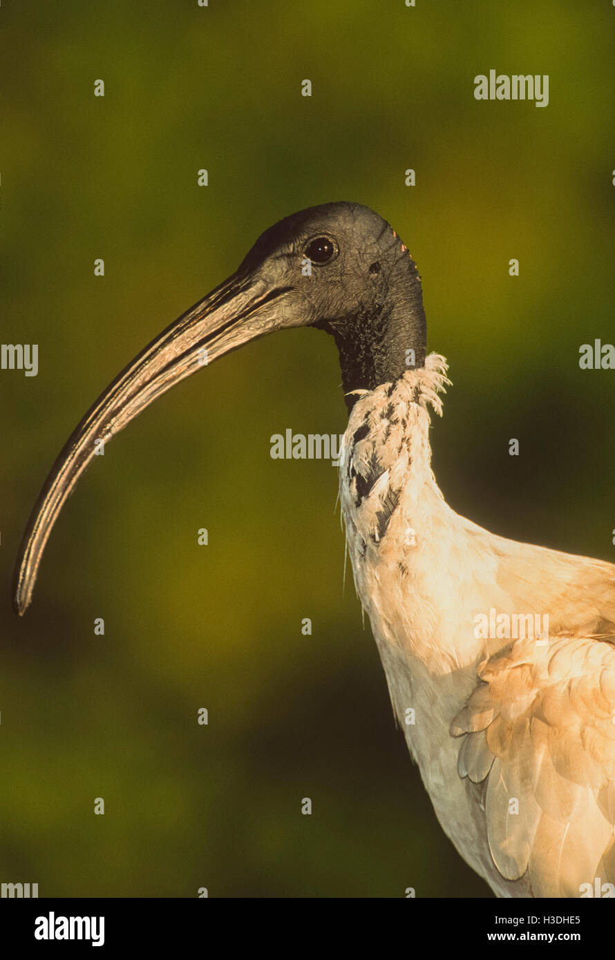 Australian White Ibis ou ibis sacré Threskiornis() Moluques, New South Wales, Australie, jusqu'à maintenant considéré comme un ravageur dans de nombreuses villes Banque D'Images