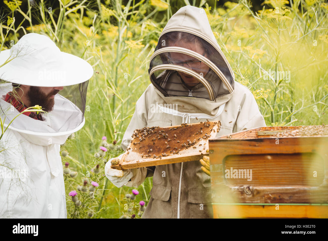 Les apiculteurs et l'examen de la ruche Banque D'Images
