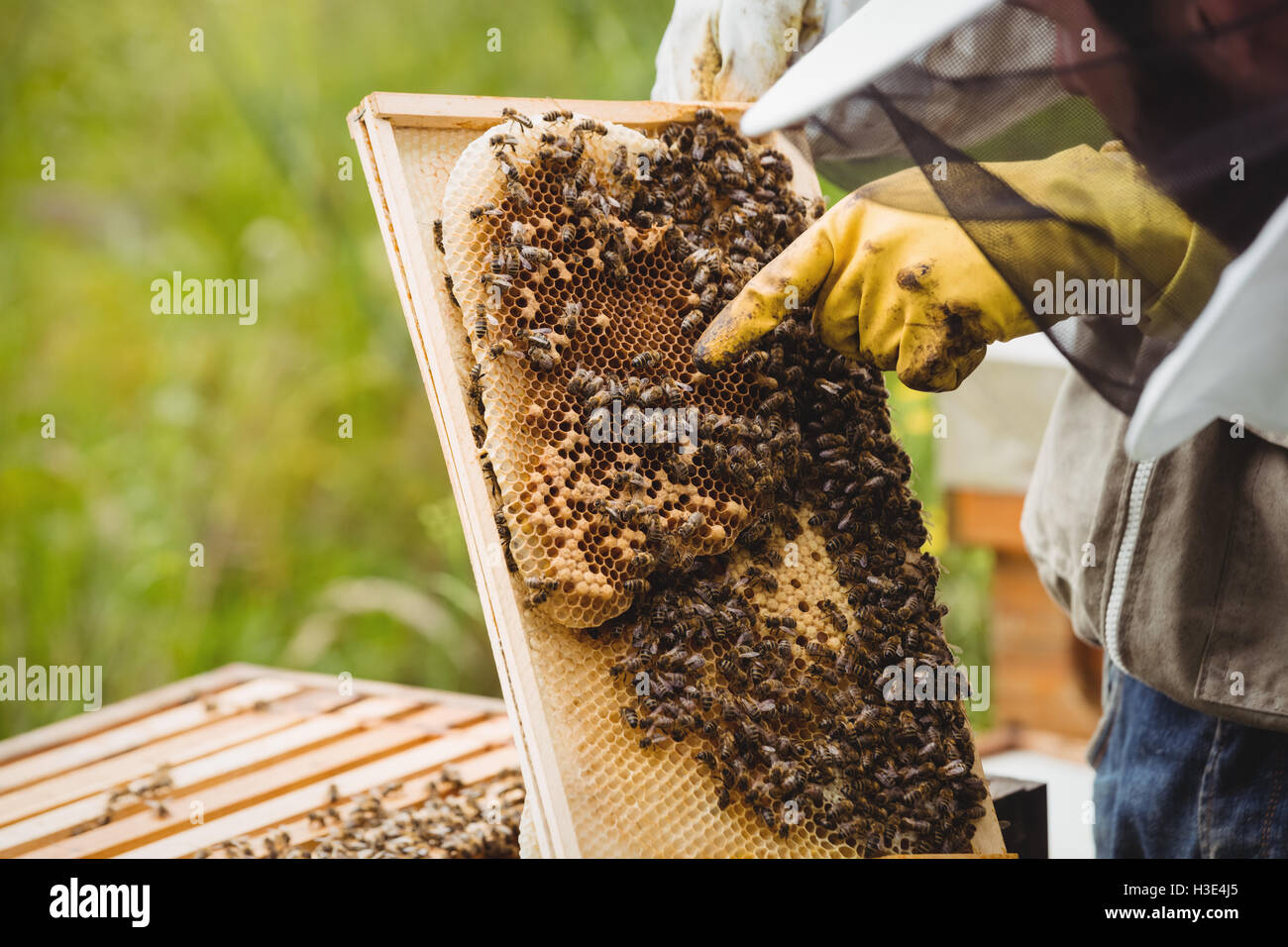 Les apiculteurs et l'examen de la ruche Banque D'Images