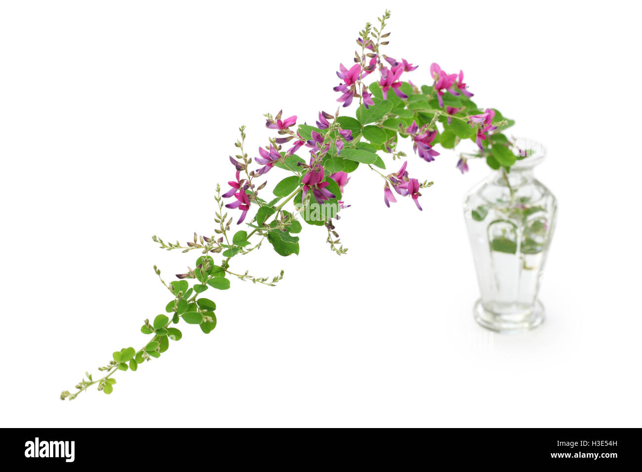 Bush clover, Lespedeza bicolor, trèfle, japonais Hagi isolé sur fond blanc Banque D'Images