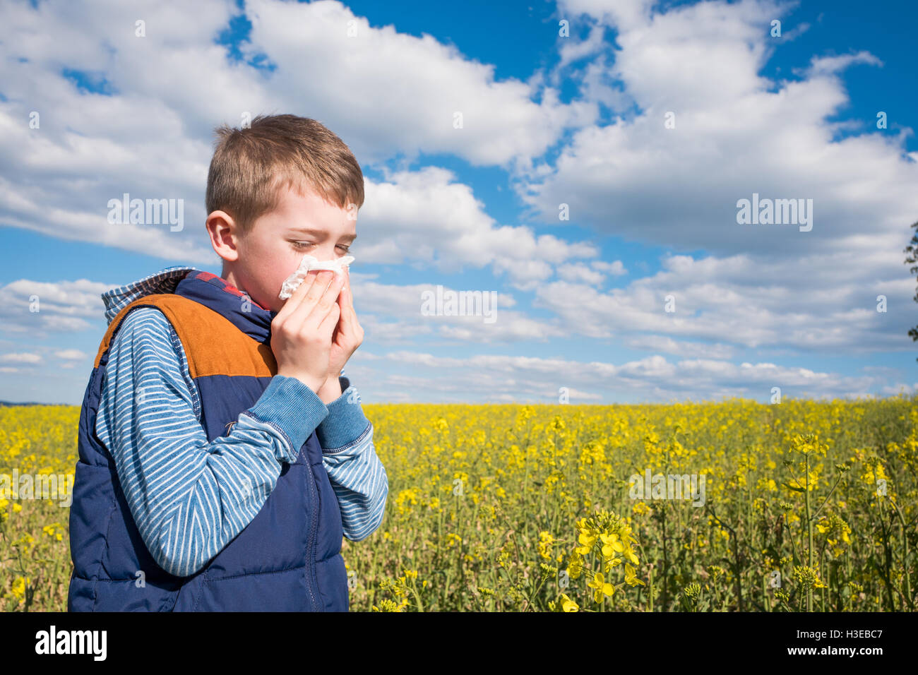 Petit garçon dans champ de canola jaune soufflé son nez et souffrant d'une allergie au pollen. Banque D'Images