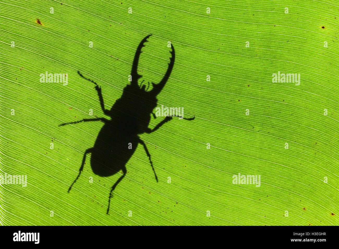 Stag Beetle, Prosopocoilus astaocides blanchardi est dans la famille des Fringillidae. Homme en silhouette sur une feuille de bananier. Banque D'Images